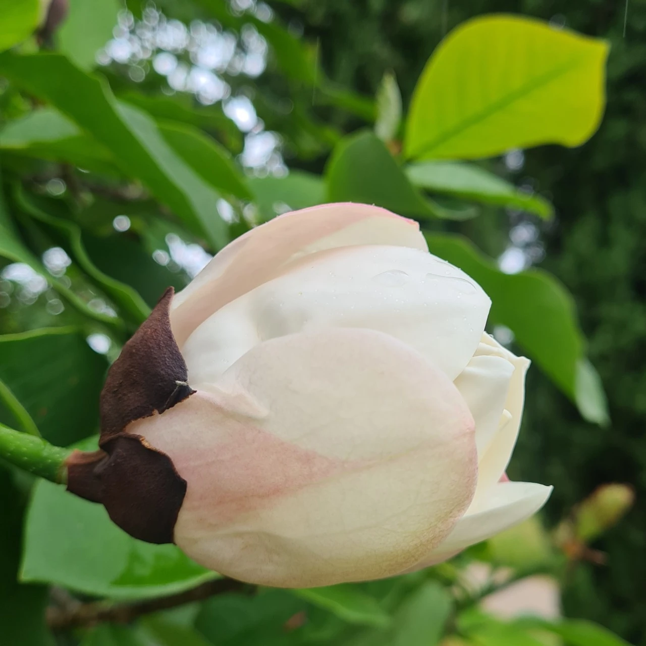 M. x wieseneri